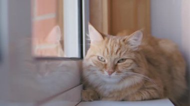 Pencere eşiküzerinde uyuklayan sevimli zencefilli kedi. Kabarık evcil hayvanın yavaş çekim görüntülerini kapatın.