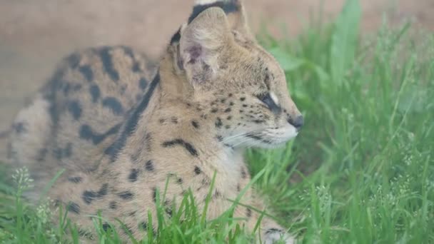 Serval Leptailurus serval, wilde Afrikaanse kat. Close-up portret. — Stockvideo