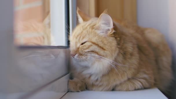 Mignon chat roux somnolant sur le rebord de la fenêtre. Gros plan séquences au ralenti de pelucheux animal de compagnie .