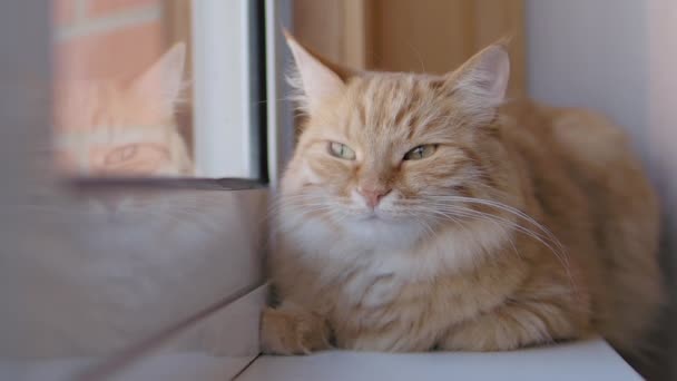 Die süße Ingwerkatze döst auf der Fensterbank. Nahaufnahme von Zeitlupe mit flauschigem Haustier. — Stockvideo