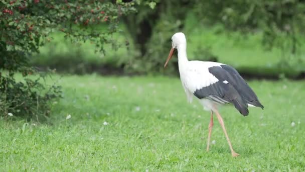 White stork Ciconia ciconia searching for insects in grass of field. — Stock Video