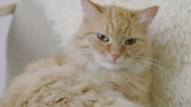 Sevimli zencefil kedi bej kürk yalama. Kabarık evcil hayvanın yavaş çekim görüntülerini kapatın.