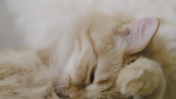 Cute ginger cat licking on beige fur. Close up slow motion footage of fluffy pet. — Stock Video