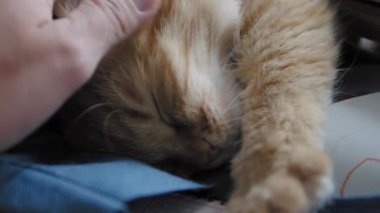 Sevimli zencefil kedi koyu mavi kumaş üzerinde uyuklama. Kabarık evcil hayvanın yavaş çekim görüntülerini kapatın. Evcil hayvanını okşadan adam.