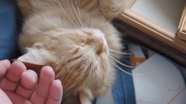 Sevimli zencefil kedi koyu mavi kumaş üzerinde uyuklama. Kabarık evcil hayvanın yavaş çekim görüntülerini kapatın. Evcil hayvanını okşadan adam.