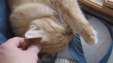 Sevimli zencefil kedi koyu mavi kumaş üzerinde uyuklama. Kabarık evcil hayvanın yavaş çekim görüntülerini kapatın. Evcil hayvanını okşadan adam.