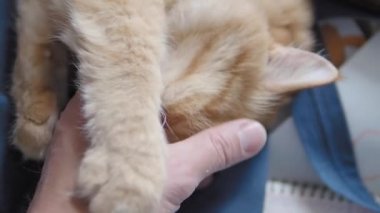 Sevimli zencefil kedi koyu mavi kumaş üzerinde uyuklama. Kabarık evcil hayvan yalama mans el. Evcil hayvanını okşadan adam.