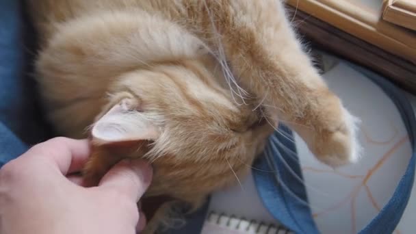 Mignon chat roux somnolant sur tissu bleu foncé. Gros plan vidéo au ralenti d'un animal de compagnie pelucheux. Homme caressant son animal domestique . — Video