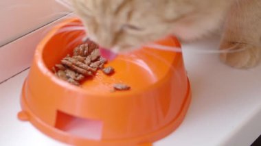 Sevimli zencefil kedi parlak turuncu kase kedi maması yiyor. Kabarık evcil hayvan besleme yavaş çekim görüntüleri kapatın.