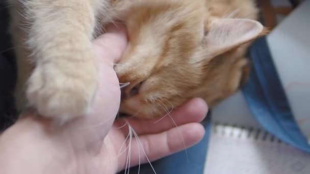 Lindo gato jengibre dormitando en tela azul oscuro. Peluda mascota lamiendo mans mano. Hombre acariciando su animal doméstico . — Vídeos de Stock