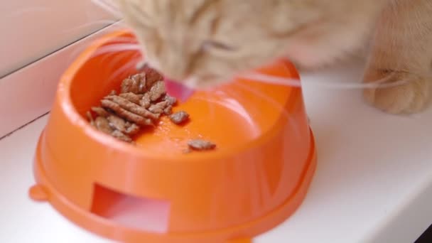 Lindo gato jengibre está comiendo comida para gatos de tazón naranja brillante. Primer plano imágenes en cámara lenta de la alimentación de mascotas esponjosas . — Vídeos de Stock