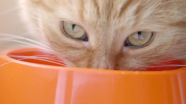 かわいい生姜猫は明るいオレンジ色のボウルから猫の食べ物を食べています。ふわふわのペットの餌付けのスローモーション映像をクローズアップ. — ストック動画