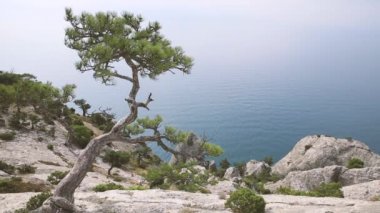 Caraul-Oba Dağı'ndan deniz manzarası. Kayanın üzerindeki çam ağacı. Sudak, Kırım.