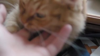Sevimli zencefil kedi koyu mavi kumaş üzerinde uyuklama. Kabarık evcil hayvan yalama mans el. Evcil hayvanını okşadan adam.