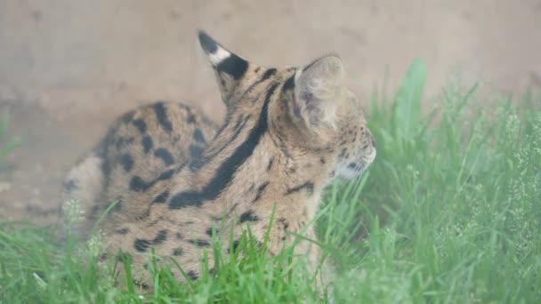 Serval Leptailurus serval, divoká africká kočka. Zavřít portrét. — Stock video