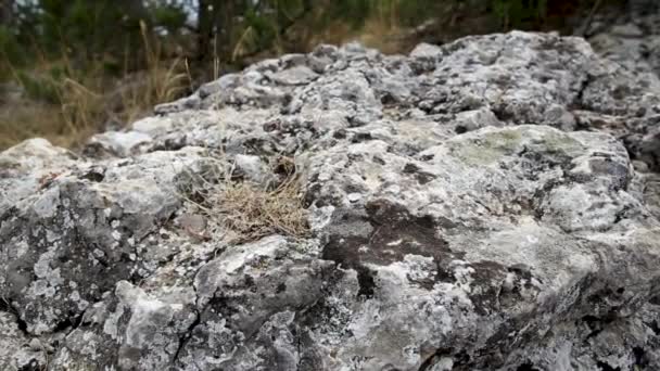 苔と乾燥した草を持つ灰色の石。岩や植物と自然の夏の背景。スダック(クリミア). — ストック動画