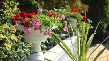 Kırmızı Pelargonium çiçek açan açık vazolar. Yaz güneşli gün.