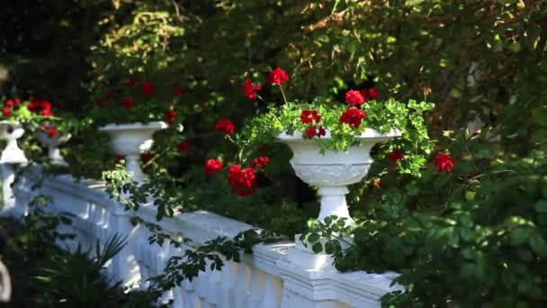 Vases de plein air avec des fleurs rouges de Pelargonium en fleurs. Journée ensoleillée d'été . — Video
