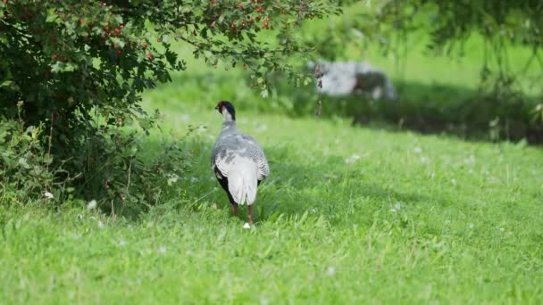 Silver pheasant Lophura nycthemera searching for food in grass of field. — Stock Video