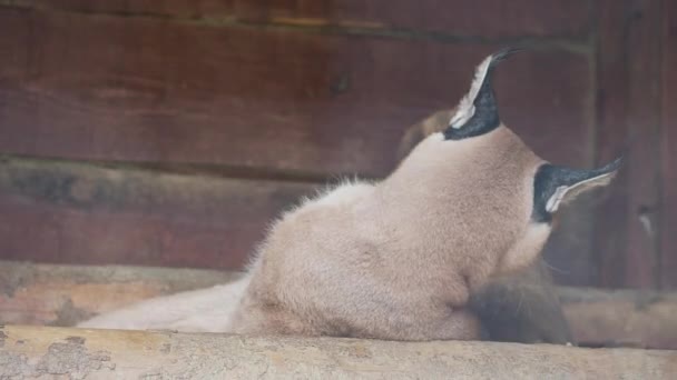 Felis karakální si vyčistuje srst v ohradě. Velká divoká kočka dřímá. — Stock video