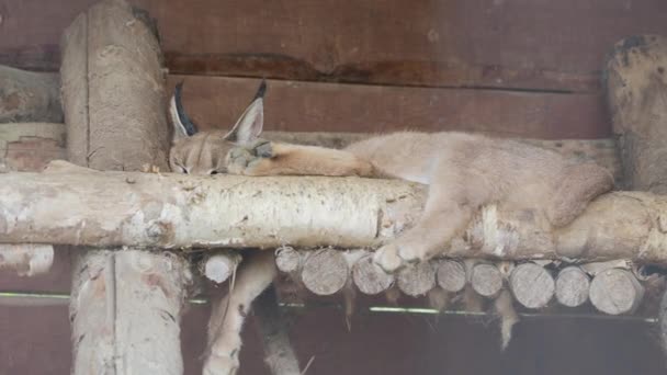 Фелис Каракал спит в своем вольере. Большая дикая кошка дремлет . — стоковое видео