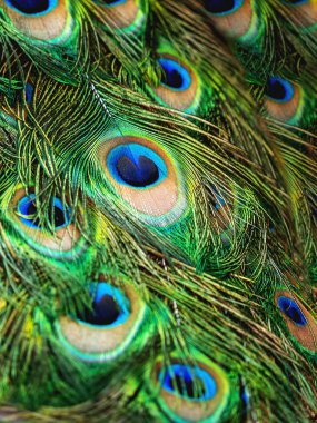 Renkli tavus kuşu tüyleri. Kuş tüylü doğal arka plan. Hint peafowl.
