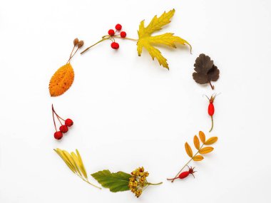 Beyaz arka plan üzerinde düşmüş yaprak ve çilek yapılmış dairesel çerçeve. Kopya alanı ile Sonbahar bitkileri.