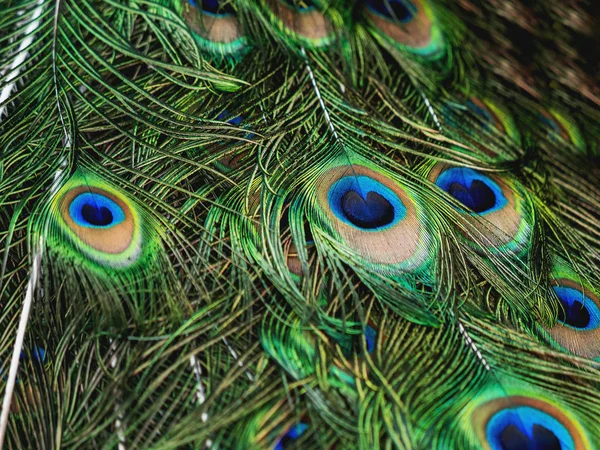 Kleurrijke pauwenveren. Natuurlijke achtergrond met vogel's veren. — Stockfoto