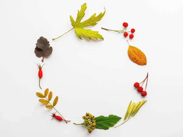 Circular frame made of fallen leaves and berries on white background. Autumn plants with copy space.