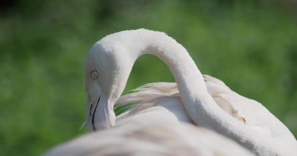 Uzavřete portrét většího plameňáka, Phoenicopterus roseus, očistu jeho peří. Velký růžový elegantní pták. — Stock video