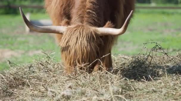 Highland szarvasmarha eszik szalma. Nagy bozontos haszonállat. — Stock videók