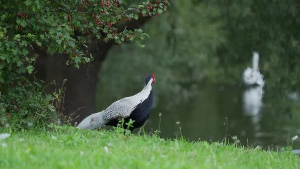 Silver pheasant Lophura nycthemera searching for food in grass of field. — Stock Video