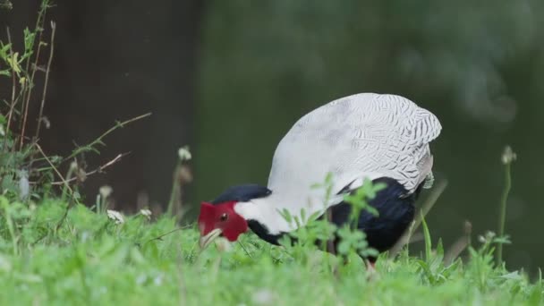 Bažant stříbřitý Lophura nycthemera hledání jídel v travních polích. — Stock video