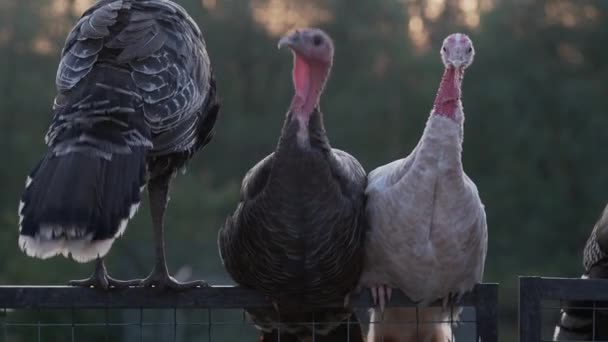 Drei Truthähne übernachteten im Freien auf dem Zaun. — Stockvideo