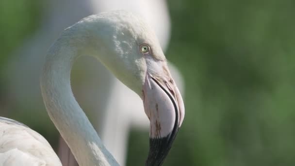 Nahaufnahme Porträt des Großen Flamingos, Phoenicopterus roseus, der in die Kamera starrt. großer rosa anmutiger Vogel. — Stockvideo