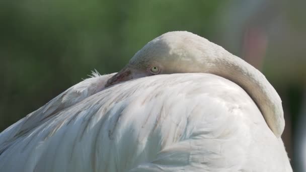 Uzavřete portrét většího plameňáka, Féčicopterus roseuse, zíral do kamery. Velký růžový elegantní pták. — Stock video