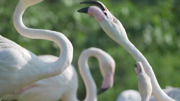 Gregge di fenicottero maggiore. Phoenicopterus roseus sta discutendo. Grande uccello garbato rosa . — Video Stock