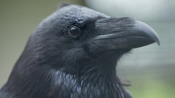 Primer retrato de cuervo. Puja inteligente pájaro negro está mirando en la cámara . — Vídeos de Stock