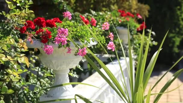 Utomhus vaser med blommande röda Pelargonium blommor. Sommar solig dag. — Stockvideo