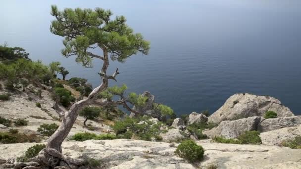 A paisagem marinha da montanha Caraul-Oba. Pinheiro na rocha. Sudak, Crimeia . — Vídeo de Stock