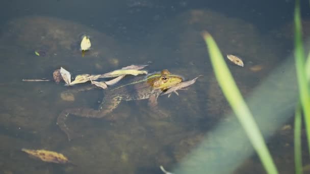 Grenouille repose dans l'eau avec la tête au-dessus de l'eau .