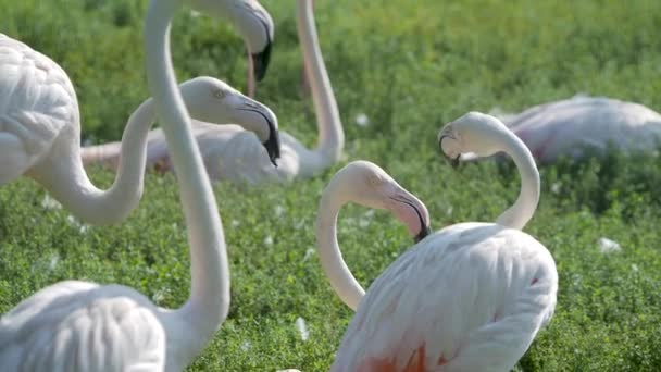 Σμήνος από φλαμίνγκο. Phoenicopterus roseus τσακώνονται. Μεγάλο ροζ χαριτωμένο πουλί. — Αρχείο Βίντεο