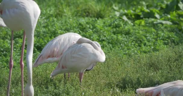 Troupeau de flamants roses. Phoenicopterus roseus discute. Grand oiseau gracieux rose .