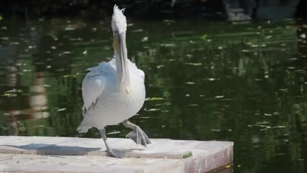 Nahaufnahme Porträt eines Pelikans, Pelecanus crispus, der in die Kamera starrt. großer Süßwasservogel. — Stockvideo