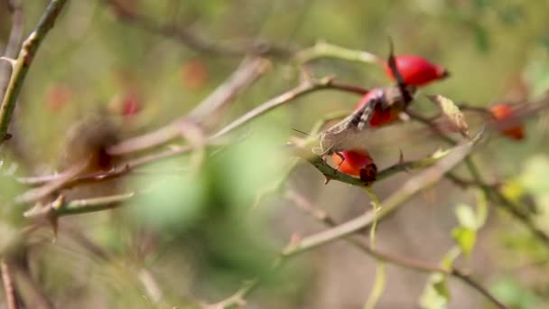 Saltamontes con bayas rojas. las montañas Demerji, la Crimea . — Vídeo de stock