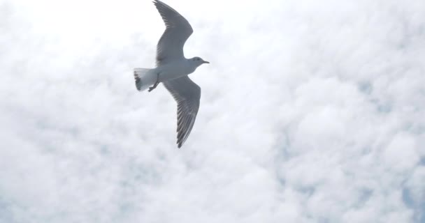 Чайки летают в голубом небе. Хорошая погода с сильным ветром . — стоковое видео