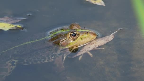 Żaba odpoczywa w wodzie z głową nad wodą. — Wideo stockowe