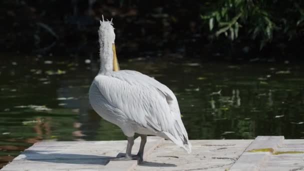 Close up portrait of Dalmatian pelican, Pelecanus crispus, staring in camera. Big freshwater bird. — Stock Video