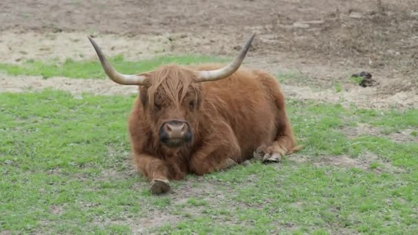 Highland cattle is lying on field and chewing grass. straw. Big shaggy farm animal. — Stock Video