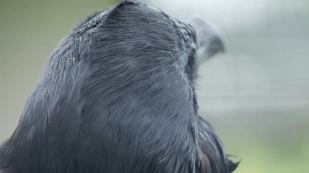 Nahaufnahme Porträt des Raben. Schwarzer Vogel starrt in Kamera. — Stockvideo